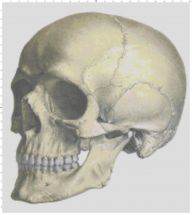 Anatomically Correct Skull
