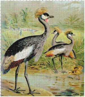 East African Balaric Crane
