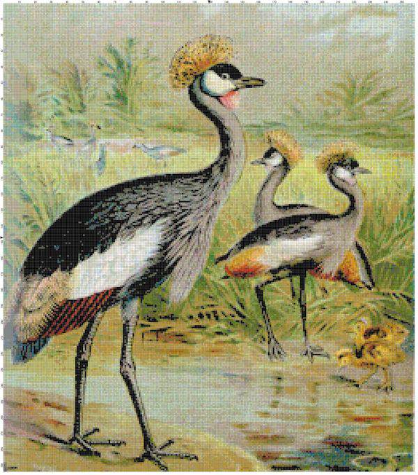 East African Balaric Crane