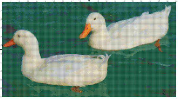 White Peking Ducks