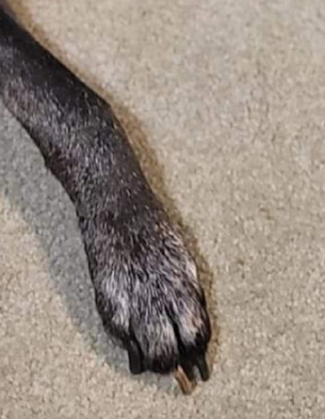 paw