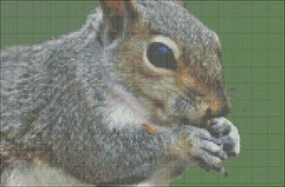 Close Up Squirrel