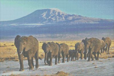 Elephants against Kilimanjaro