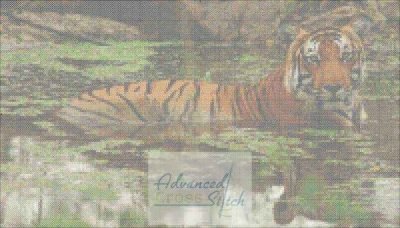 Tiger in Waterhole
