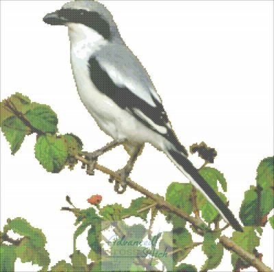 Southern Grey Shrike