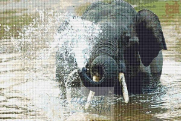 Elephant Spraying Water