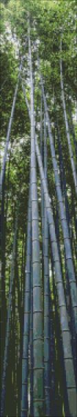 Bamboo Stalk